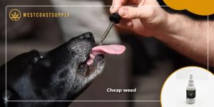 Home 126 cheap weed